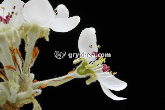 Poirier (Pyrus communis) - Fleur en CL - gryphea.com